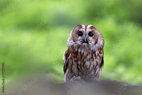 Tawny Owl. Strix aluco, Bohemian Moravian Highland.