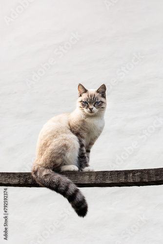 Country cat sits on an old board against a gray light wall under the sun.