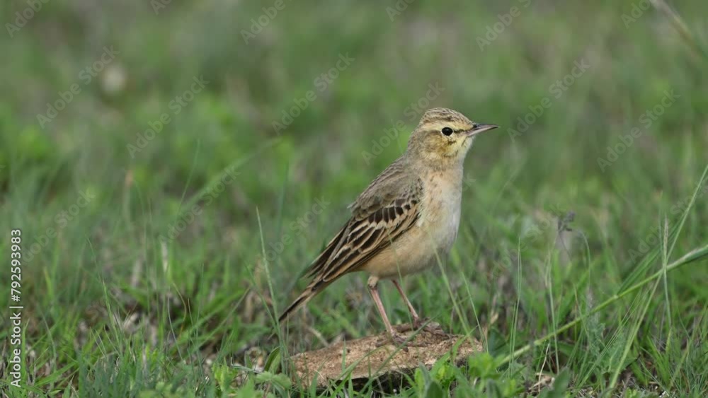 Tawny pipit, Anthus campestris in the wild. Close up. Tawny pipit, Anthus campestris in the wild. Close up.