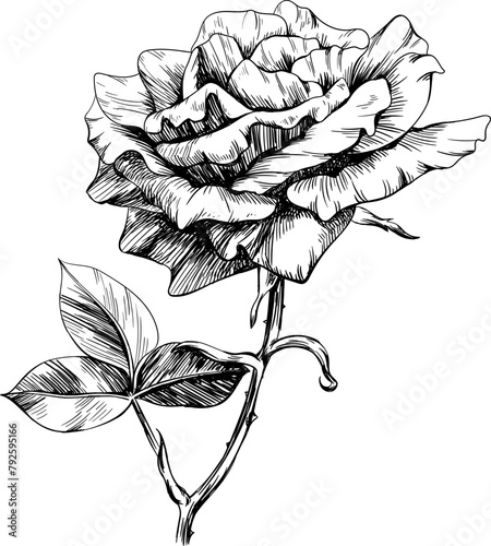 Rose floral botanical flowers. Wild spring leaf wildflower isolated. Black and white engraved ink art. Isolated rose illustration element on white background.