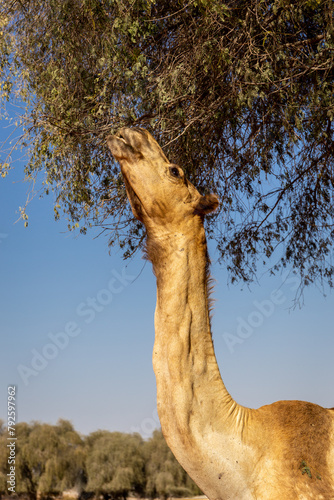 Dromedary camel (Camelus dromedarius) grazing leaves of acacia tree, Digdaga Farm, United Arab Emirates. photo