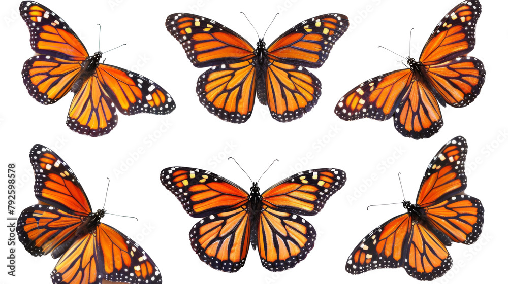 Butterfly Butterfly