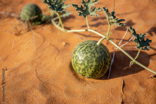 Canvas Print Citrullus colocynthis (colocynth, bitter melon) ripe fruit with stems and leaves close-up view, growing on a sand dune, in the desert of United Arab Emirates
