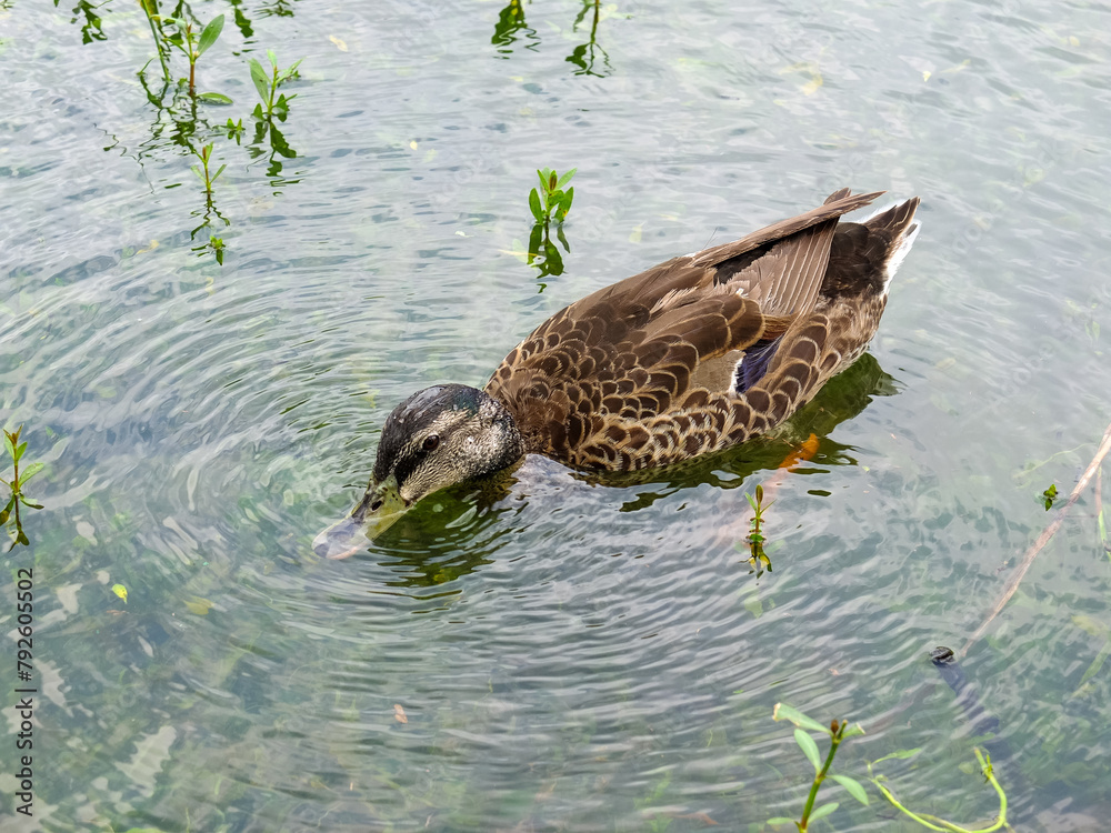 Ducks swimming in a pond at a farm in Yilan Ducks swimming in a pond at a farm in Yilan