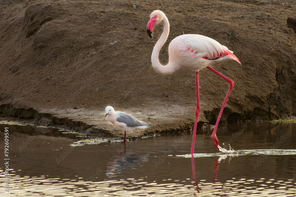 Flamingo and small heron bird in friendly attitude