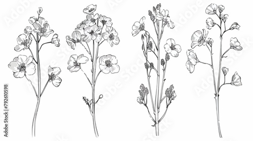 Set of Four detailed botanical drawings of blooming 