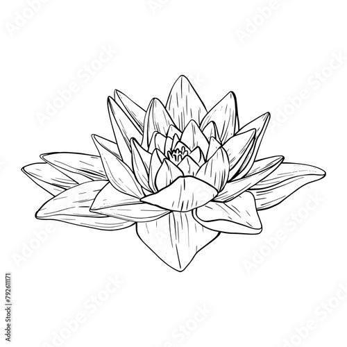 Lotus Flowers with leaves Sketch. Black outline vector illustration painted by black inks. Hand drawn Etched Line pattern with blooming waterlily for decor, wallpaper, poster, banner, card