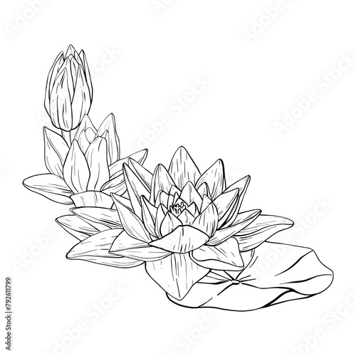 Lotus Flowers with leaves Sketch. Black outline vector illustration painted by black inks. Hand drawn Etched Line pattern with blooming waterlily for decor, wallpaper, poster, banner, card