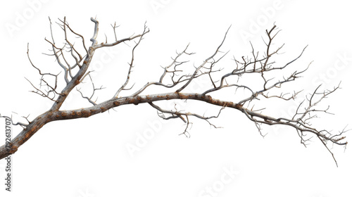 Tree branch © PNG Kingdom 