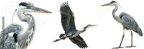 heron bundle, portrait, flying and standing, isolated on a white background