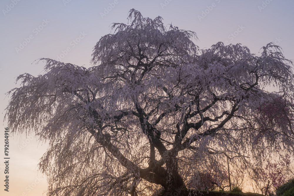 Obraz premium 朝陽を受けた美しい桜 又兵衛桜