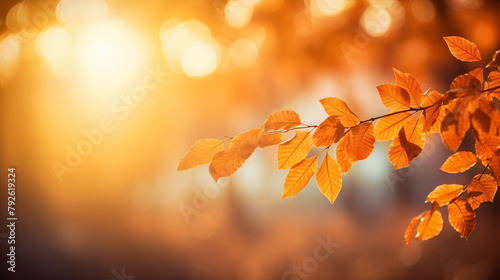 autumn leaves background