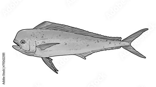 Mahi mahi Young or dolphin fish isolated on white. Realistic illustration of mahi mahi or dolphin fish isolated on white background. Side view Black and white sketch.