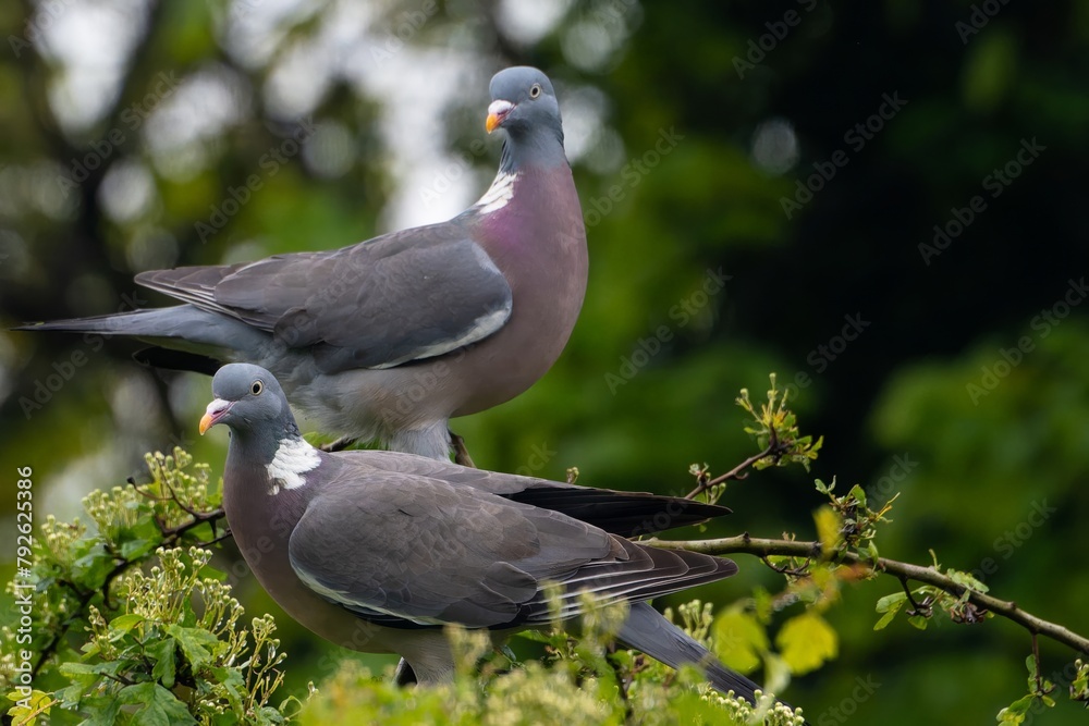 1-900-palumbus-palumbus-stock-photos-pictures-royalty-free-images