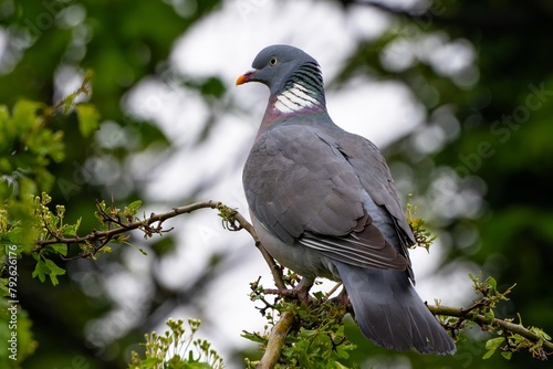 Pigeon ramier,.Columba palumbus, Common Wood Pigeon, pigeons. Beautiful closeup view of big common city feral pigeon (Columbidae) sitting on a branch