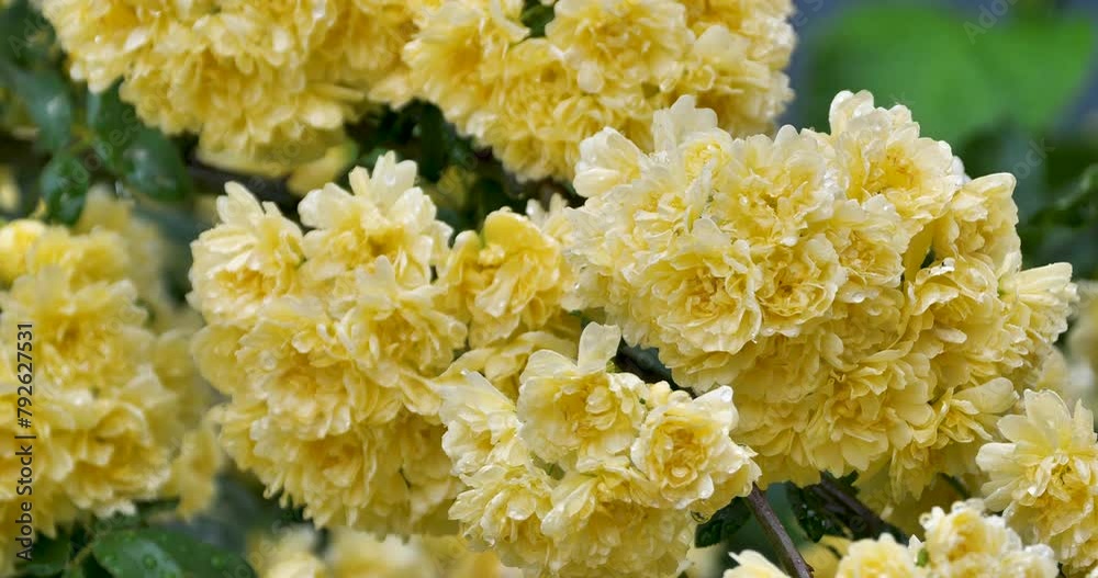 Rosa banksiae ,lady banks or banks rose in a rainy day. Rosa banksiae ,lady banks or banks rose in a rainy day.