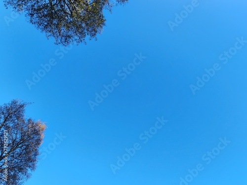 a tree with a blue sky and a few leaves
