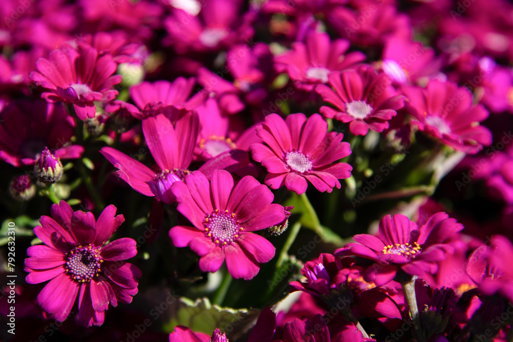 View of the violet aster flowers in the park View of the violet aster flowers in the park
