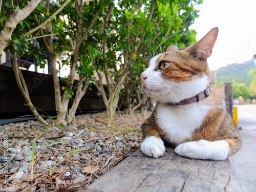 Cute cat on the roadside in Yilan