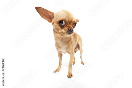 Close-up photo of funny chihuahua looking curiously at camera against white studio background. Fish-eye effect. Concept of funny dogs, veterinary and grooming service, canine food, friendship. Ad © Lustre Art Group 