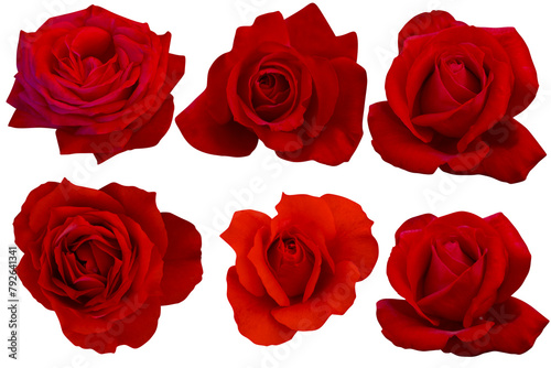 Collection of dark red roses on white background.Photo with clipping path.