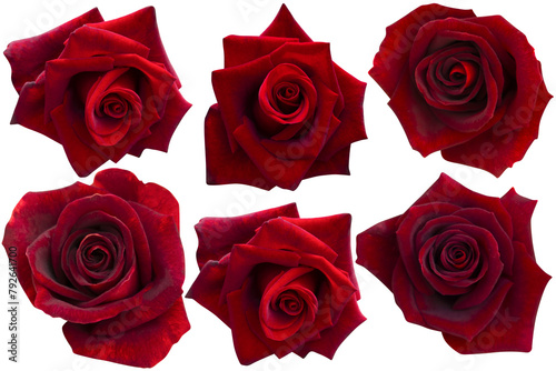 Collections dark red roses heads blooming isolated on white background.Photo with clipping path.