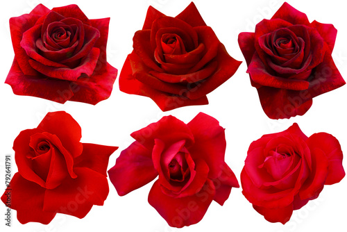 red roses heads blooming isolated on white background.Photo with clipping path.