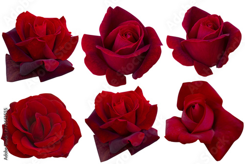 Six dark red roses isolated on white background. Photo with clipping path.
