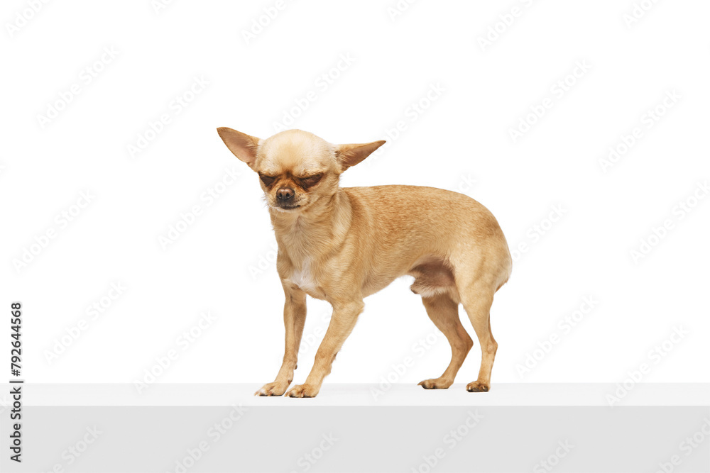 Naklejka premium Small, brown chihuahua with perked up ears standing and its eyes are closed against white studio background. Funny muzzle. Concept of funny dogs, veterinary and grooming service, canine food.Ad