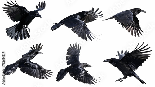 a set of flying birds, a black raven in flight isolated on a white background, a group of bird crows