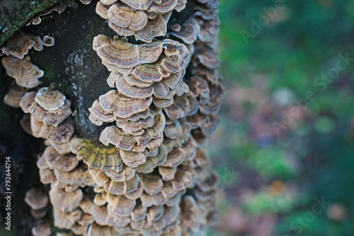 Healing Medicinal Trametes Versicolor or Turkey Tail Mushrooms in wild forest