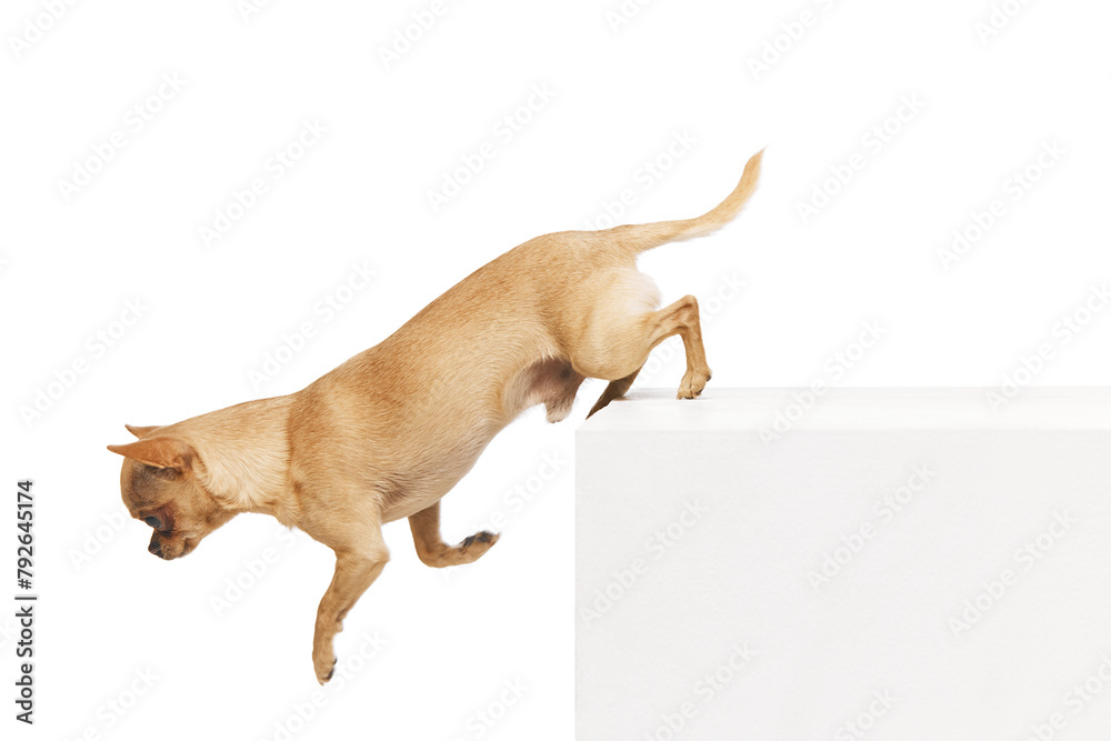 Obraz premium Small, short-haired Chihuahua jumping rom white box against white studio background. Playful, funny dogs. Concept of funny dogs, veterinary and grooming service, canine food, friendship. Ad