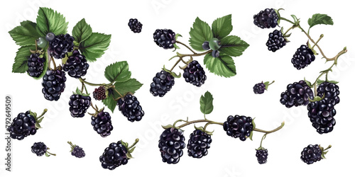 Set of blackberries on white background