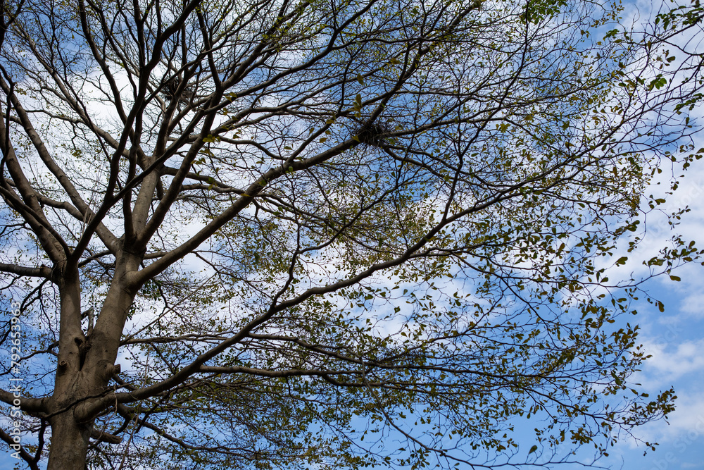winter sky with branches winter sky with branches