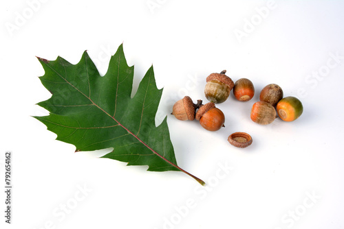 acorns on branch closeup for banner background Canadian oak acorns close-up