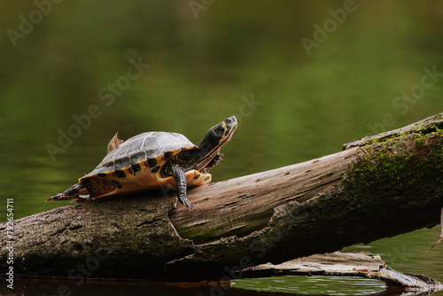 Terrapin sitting on the fallen tree in the pond