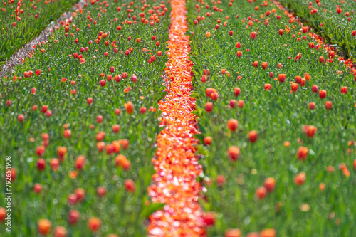 Pedals on a field of red tulips