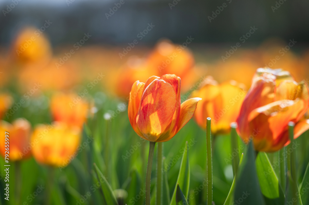Close-up on an orange tulip on the field