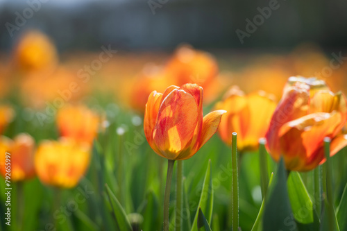 Obraz na płótnie Close-up on an orange tulip on the field w salonie