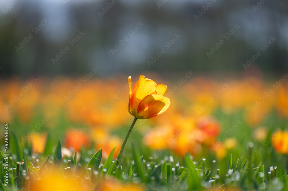 One orange tulip in the field