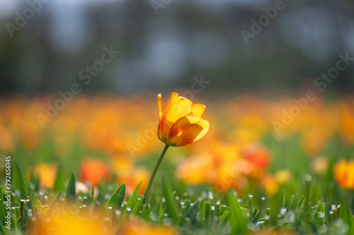 Obraz na płótnie One orange tulip in the field w salonie