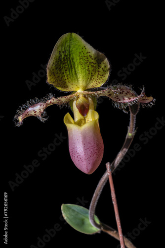 Closeup vertical view of bright yellow green and purple flower of lady slipper orchid species paphiopedilum moquetteanum isolated on black background