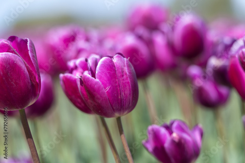 Obraz na płótnie Purple tulip in a field of tulips w salonie