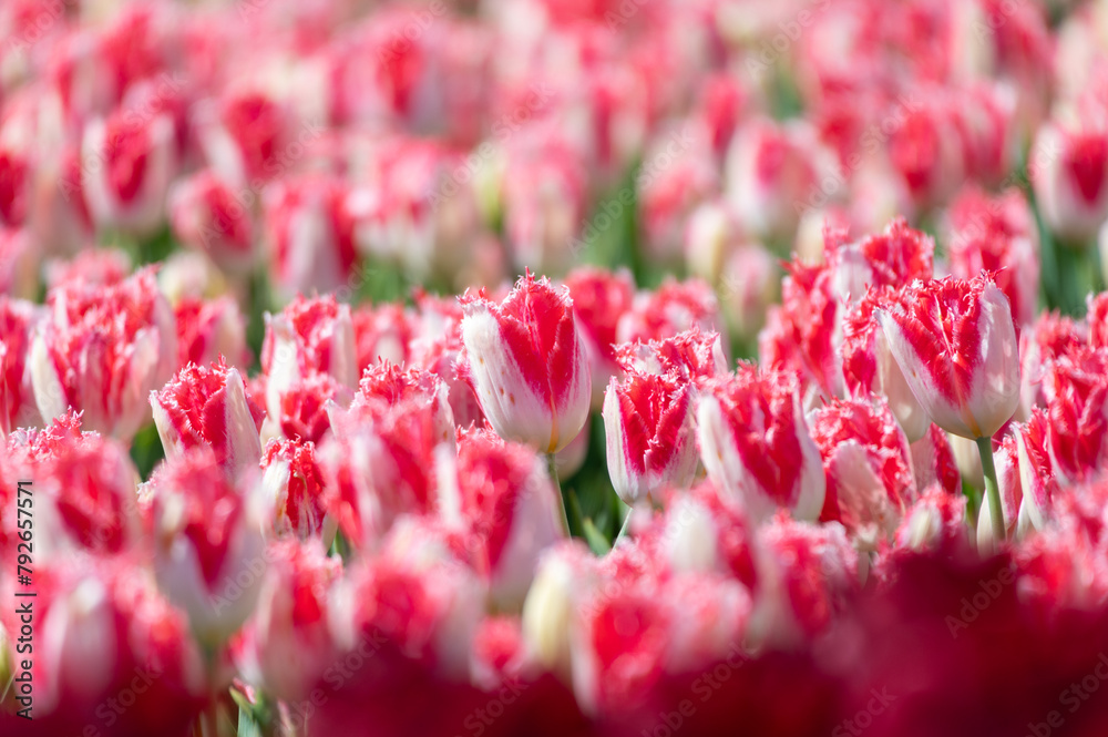 Fields of white and red tulips