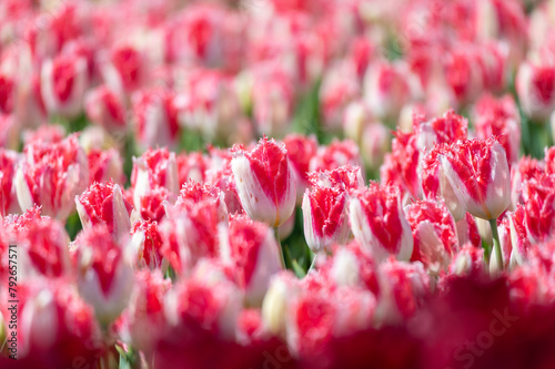 Obraz na płótnie Fields of white and red tulips w salonie