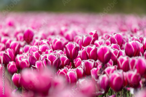 Field of magenta colored tulips focused on the foreground
