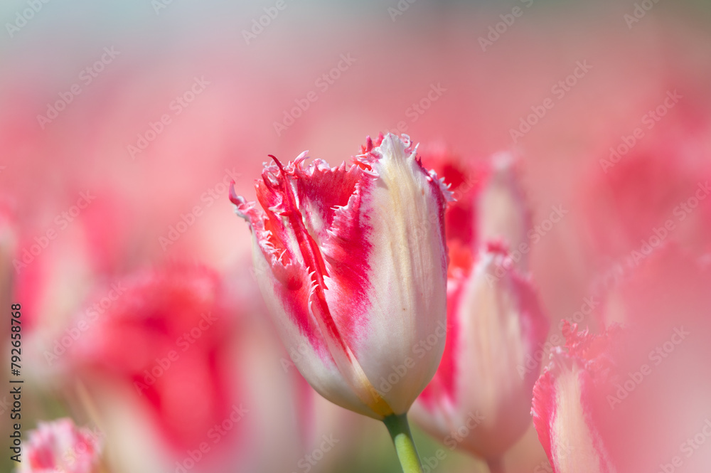 Red and white tulip close-up