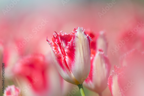 Obraz na płótnie Red and white tulip close-up w salonie