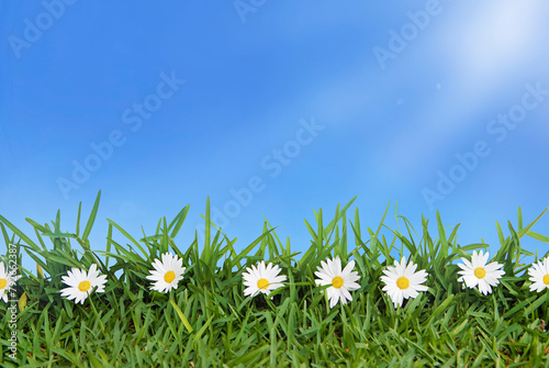 nature backdrop of spring Summer sky, flowers and grass