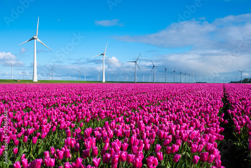 A vast field of pink tulips swaying in the spring breeze, with traditional windmills standing tall in the background photo